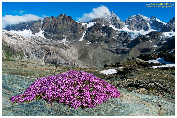 Silene acaulis, fiori di montagna, alpini, fotografia, foto, alpine flowers